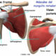 manguito rotador