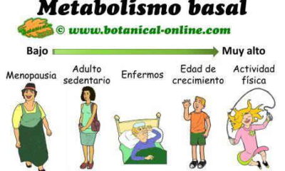 metabolismo basal