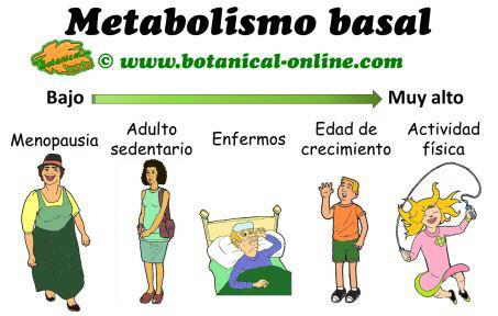 metabolismo basal