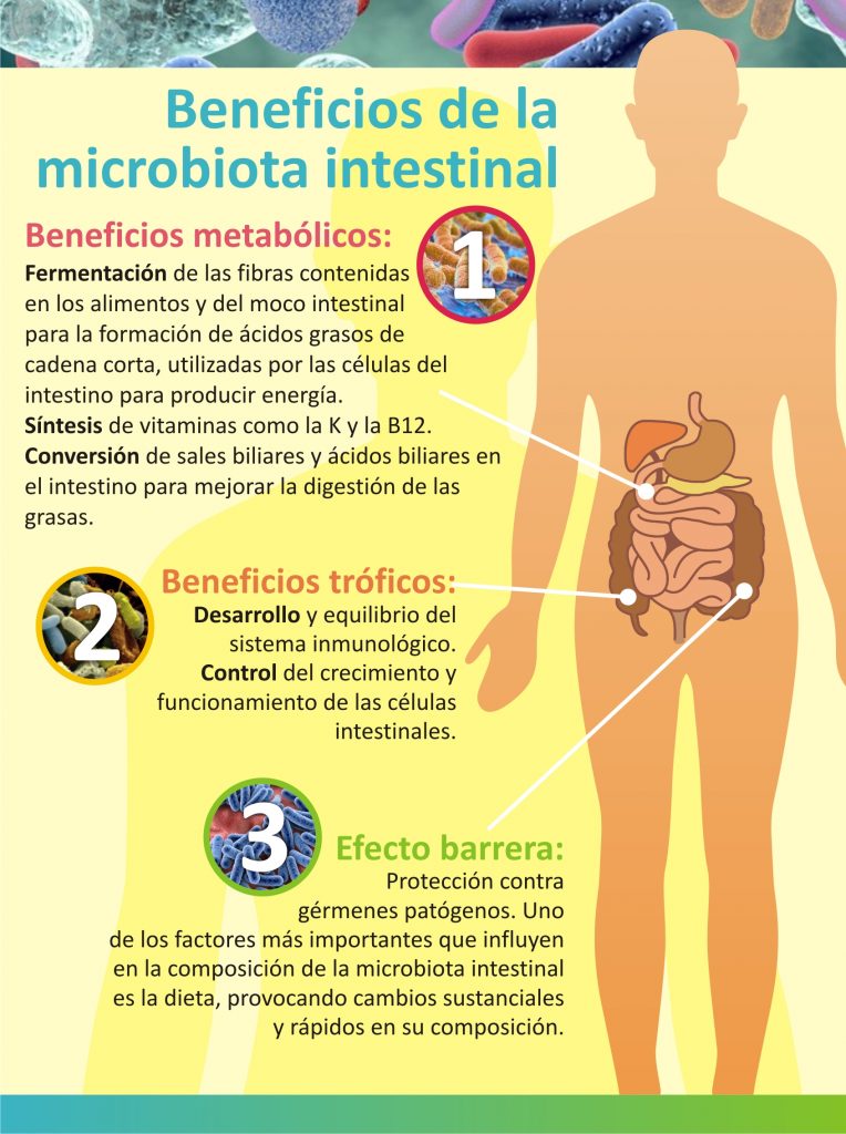 microbiota intestinal