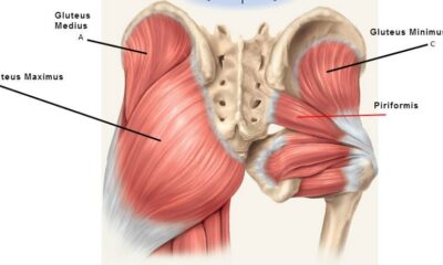 musculo gluteo