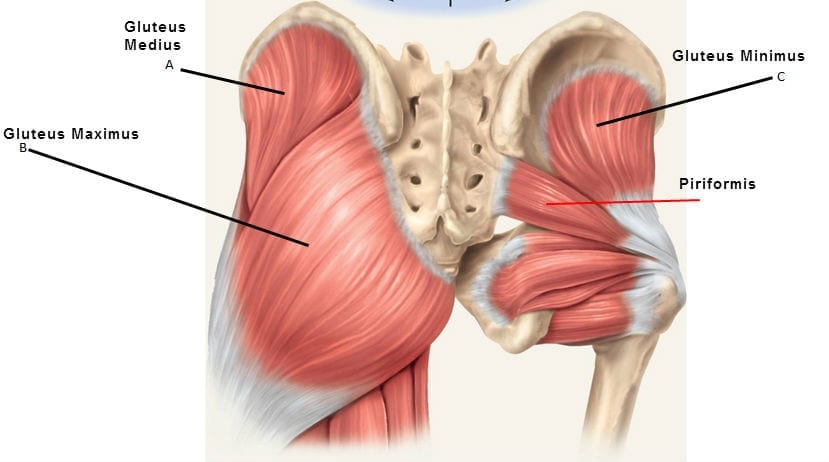 musculo gluteo