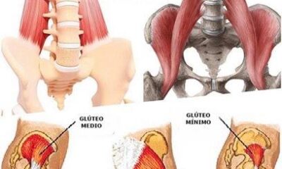 musculo gluteo