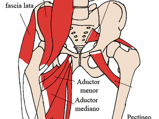 musculo psoas