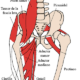 musculo psoas