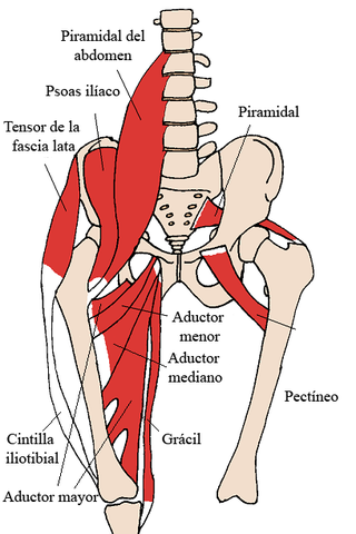 musculo psoas