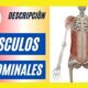 musculos abdominales