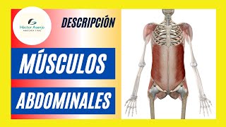 musculos abdominales