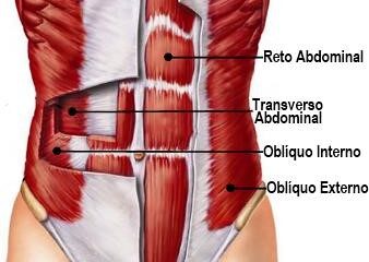 musculos abdominales