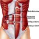 musculos abdominales