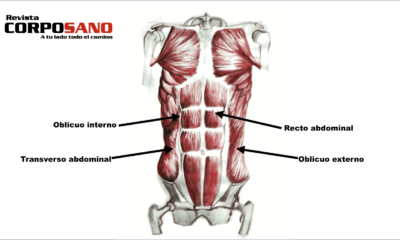 musculos abdominales