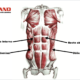 musculos abdominales