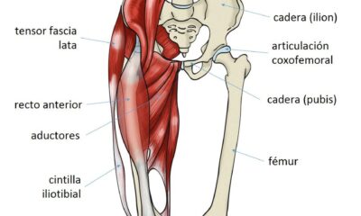 musculos cadera