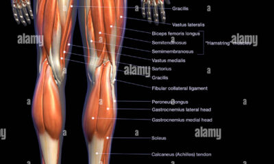 musculos entrepierna