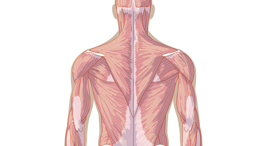 musculos espalda