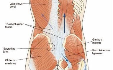 musculos espalda