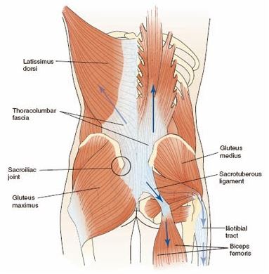 musculos espalda