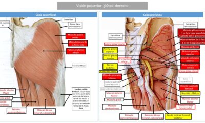 musculos gluteos