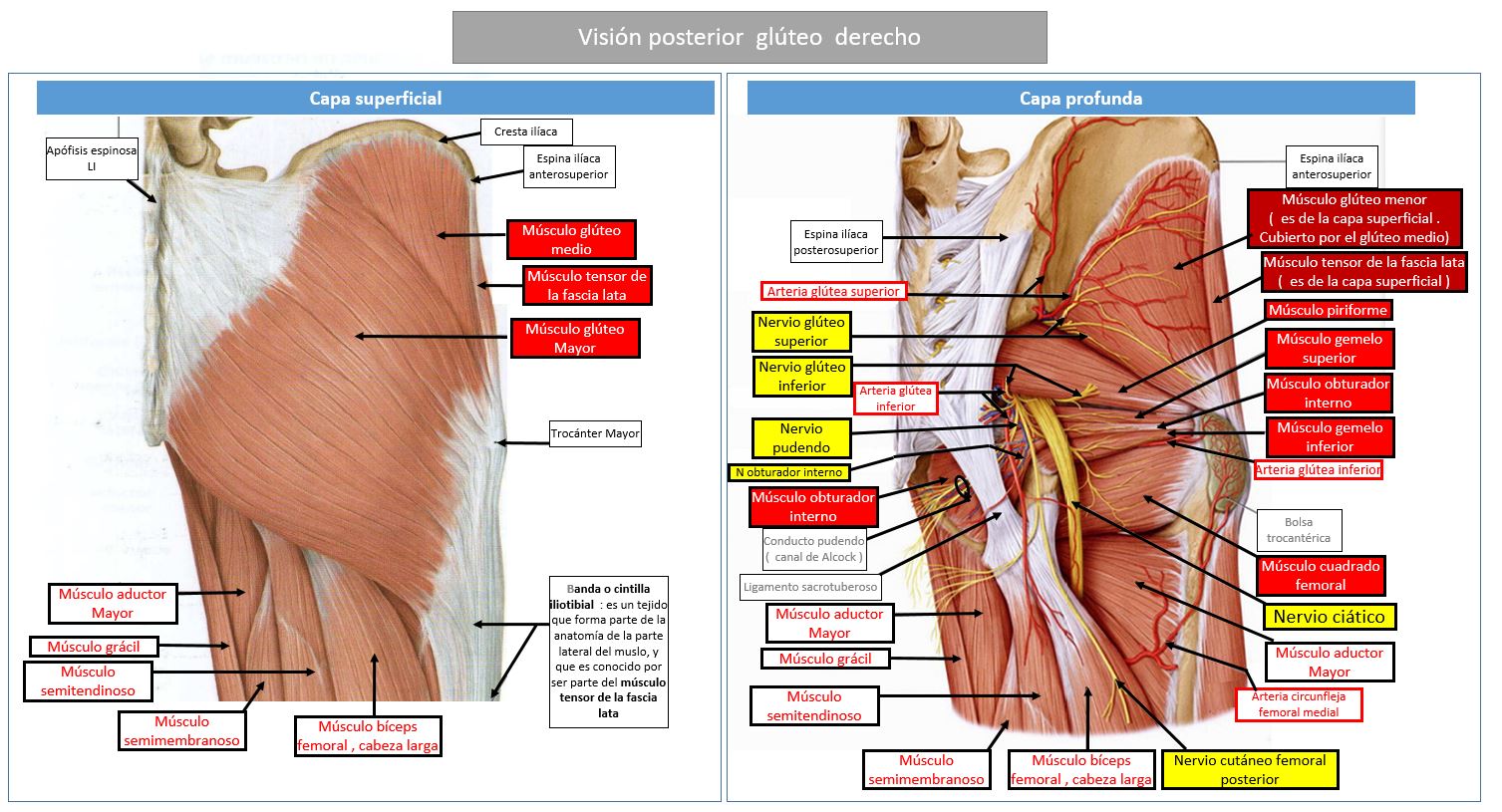 musculos gluteos