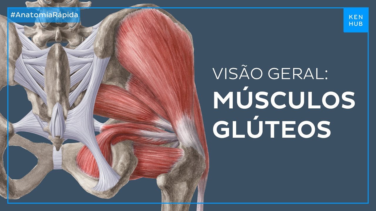 musculos gluteos