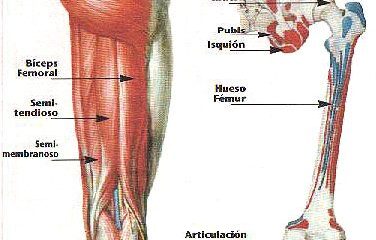 musculos isquiotibiales