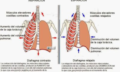 musculos respiracion