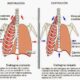 musculos respiracion