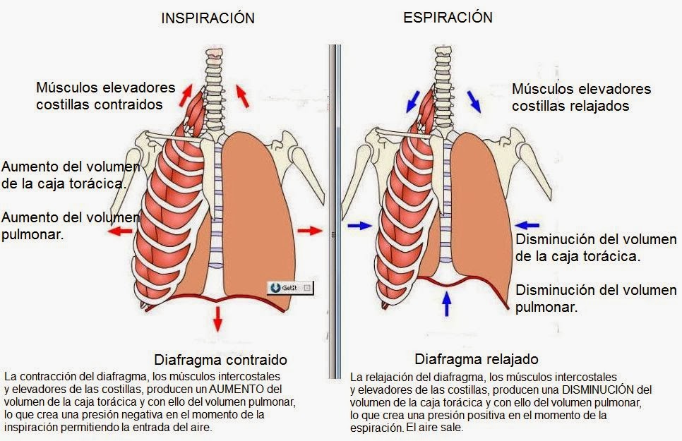 musculos respiracion