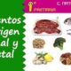 origen animal