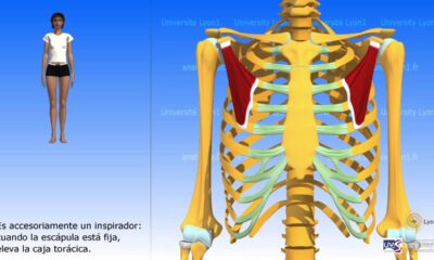 pectoral menor