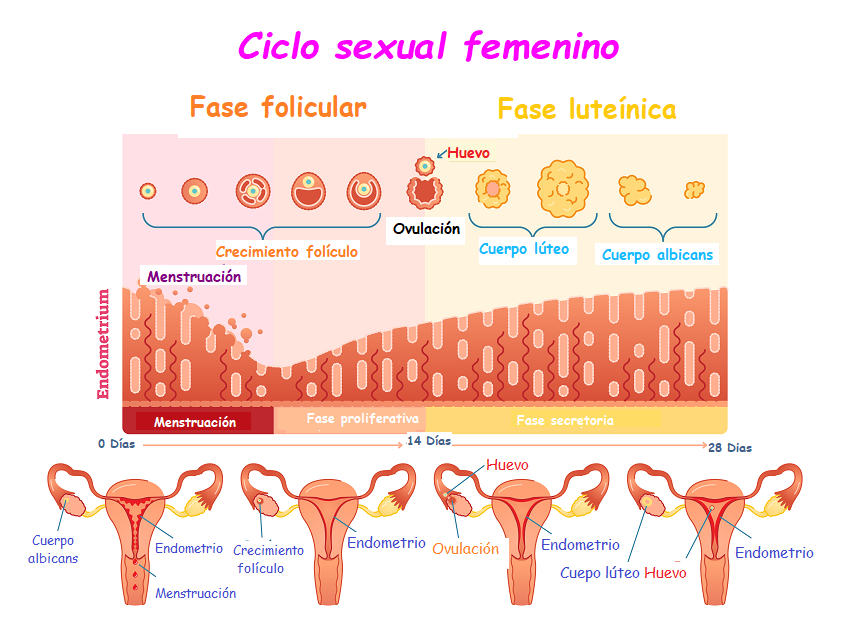 periodo menstrual