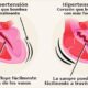 presion arterial