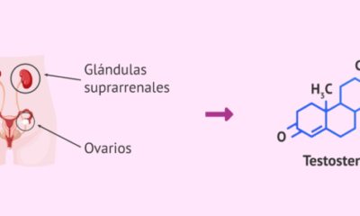 produccion testosterona