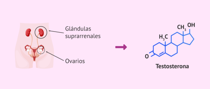 produccion testosterona