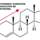 produccion testosterona