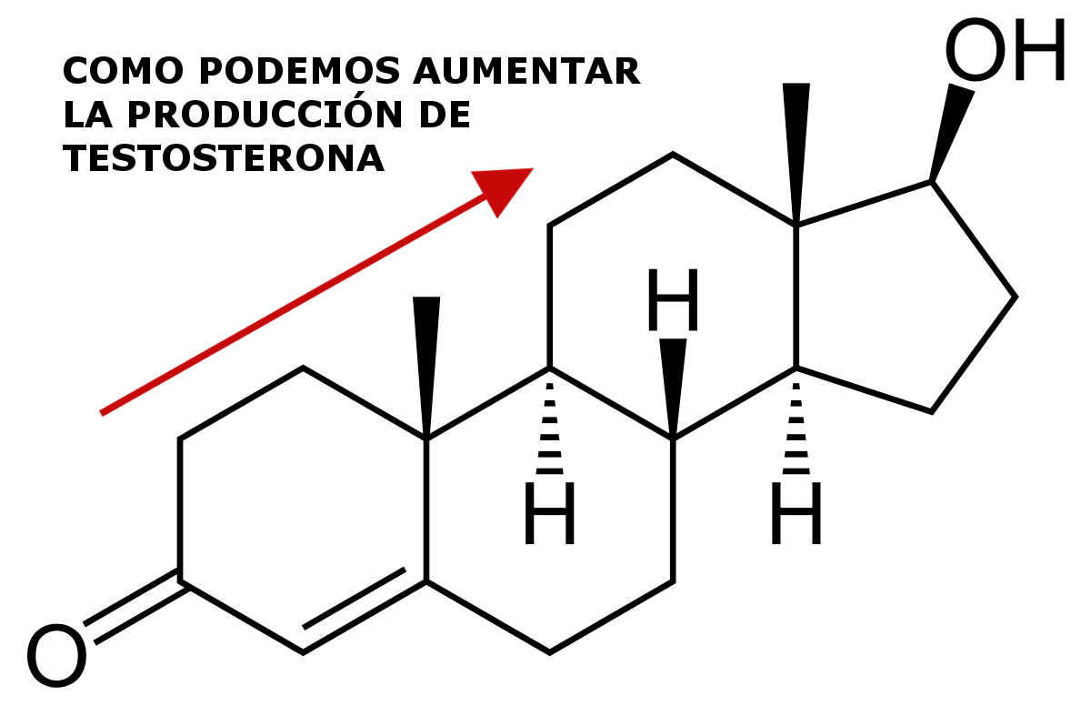 produccion testosterona