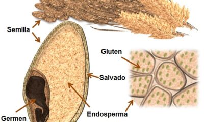 proteina gluten