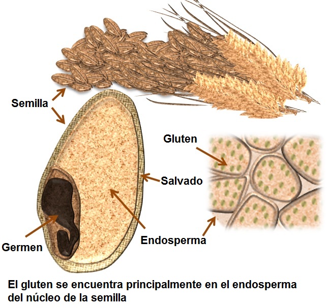 proteina gluten