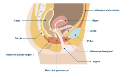 suelo pelvico