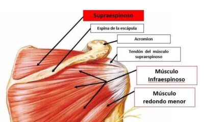 tendon supraespinoso