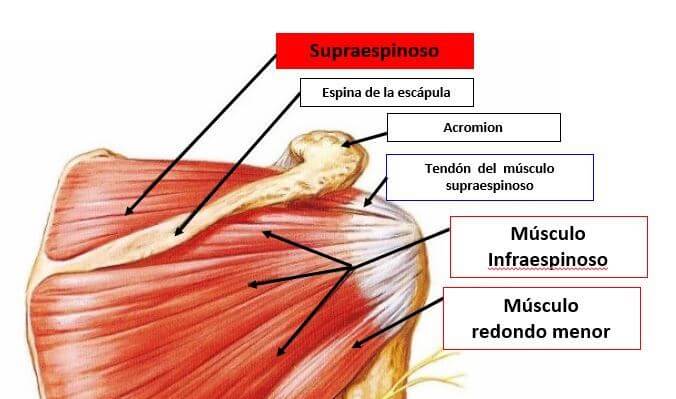 tendon supraespinoso